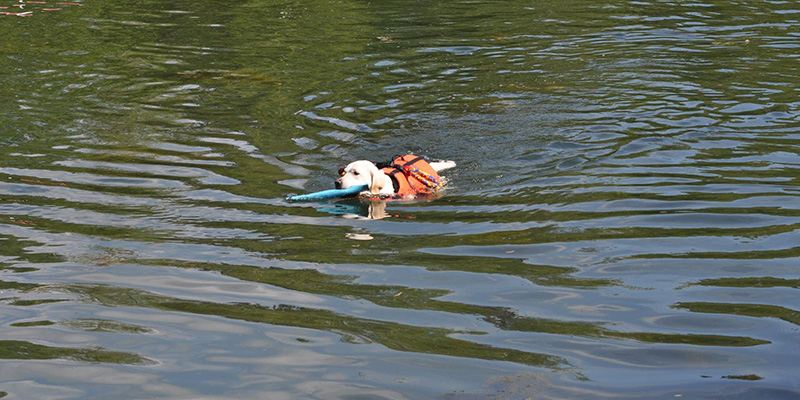 Association ACIF - sauvetage à l'eau par le chien